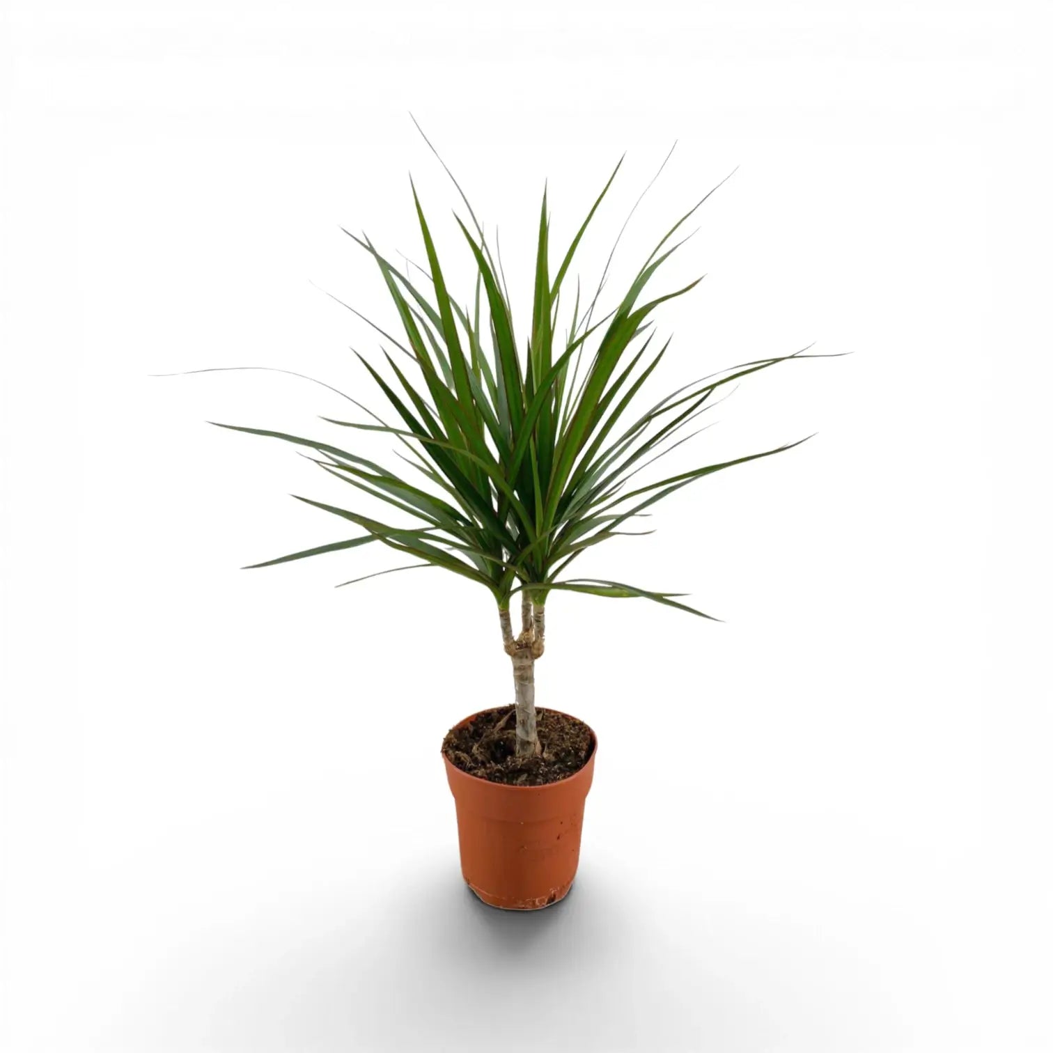 Dracaena reflexa var. angustifolia