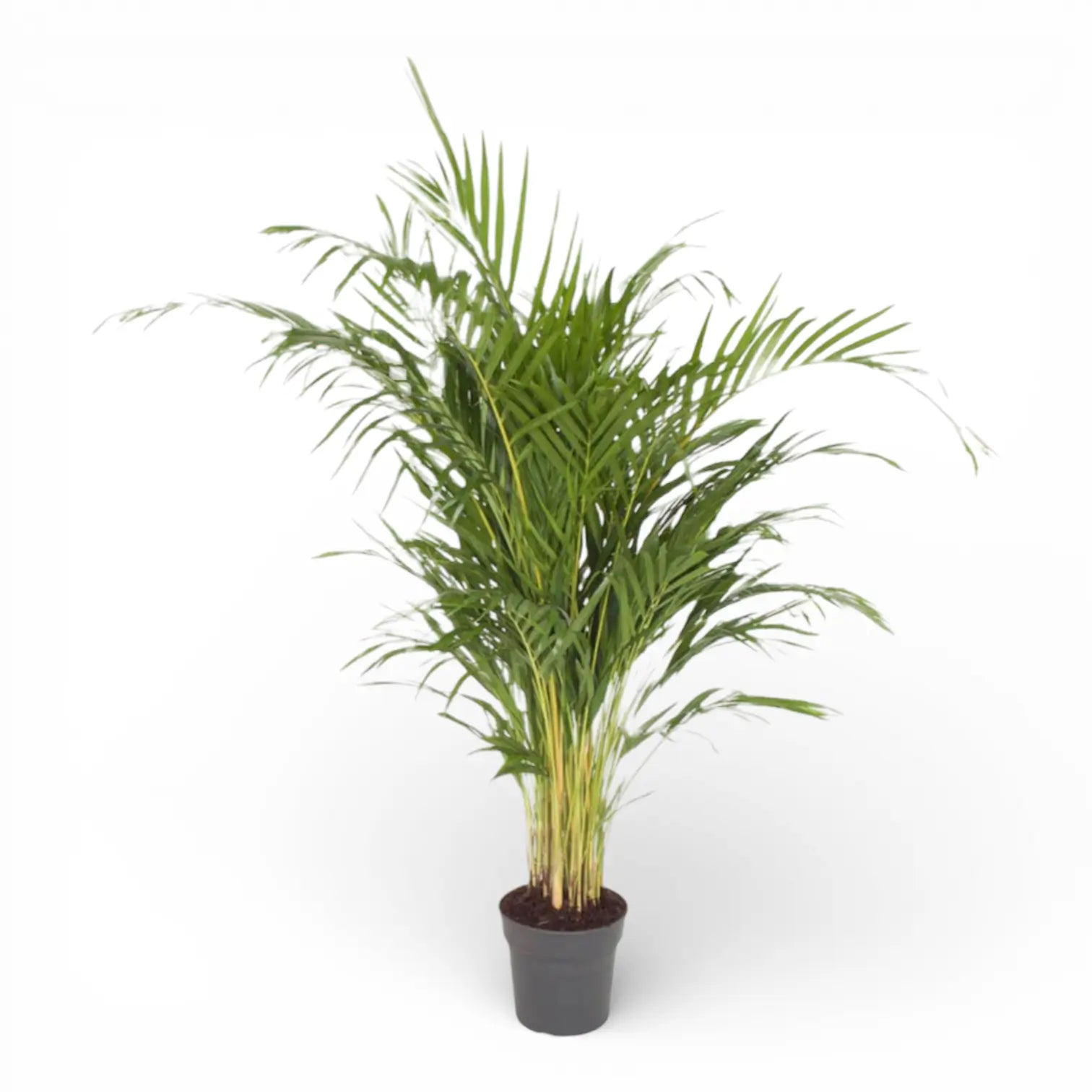 Dypsis lutescens potted houseplant in nursery pot on white background, product photo 3.