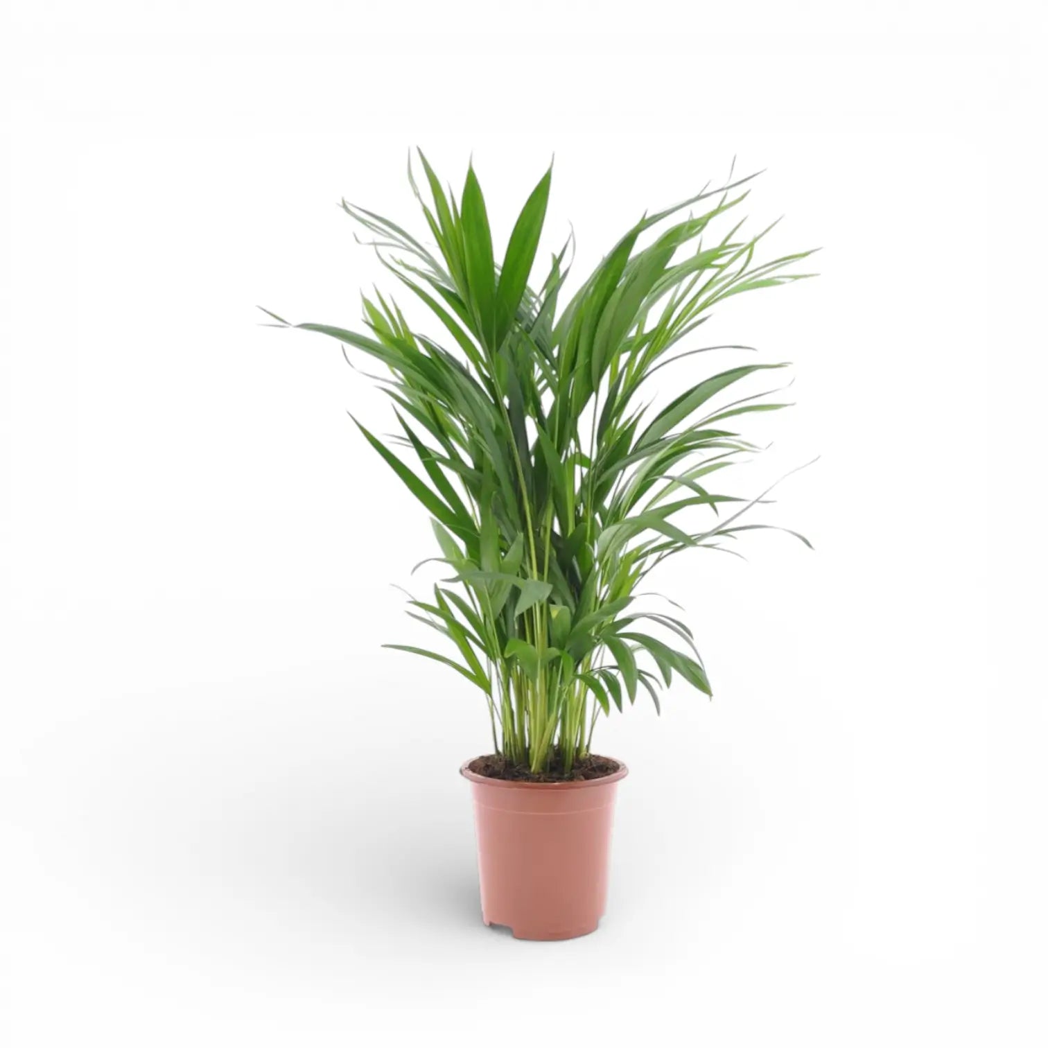 Dypsis lutescens potted houseplant in nursery pot on white background, product photo 8.