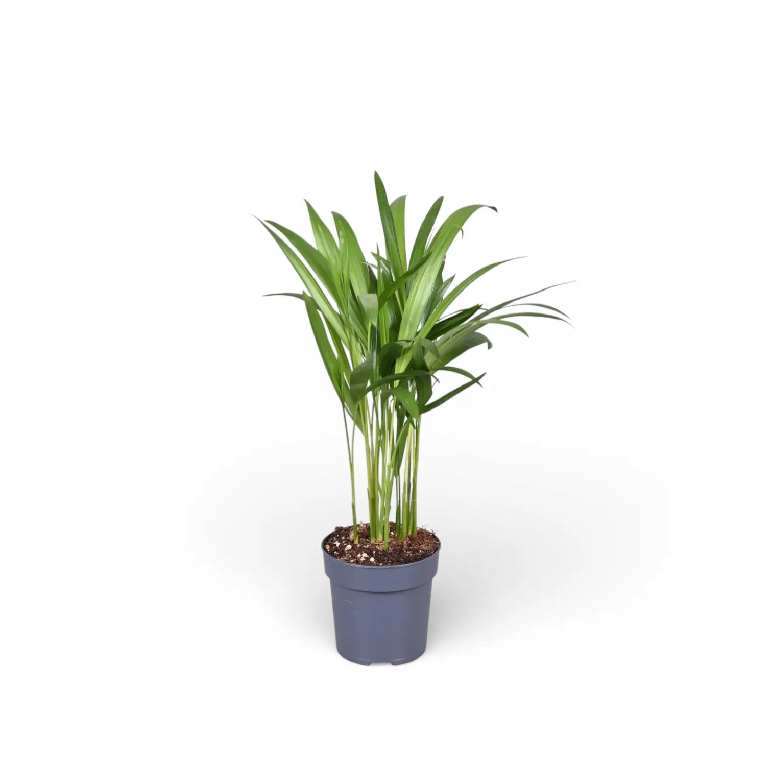 Dypsis lutescens potted houseplant in nursery pot on white background, product photo 7.