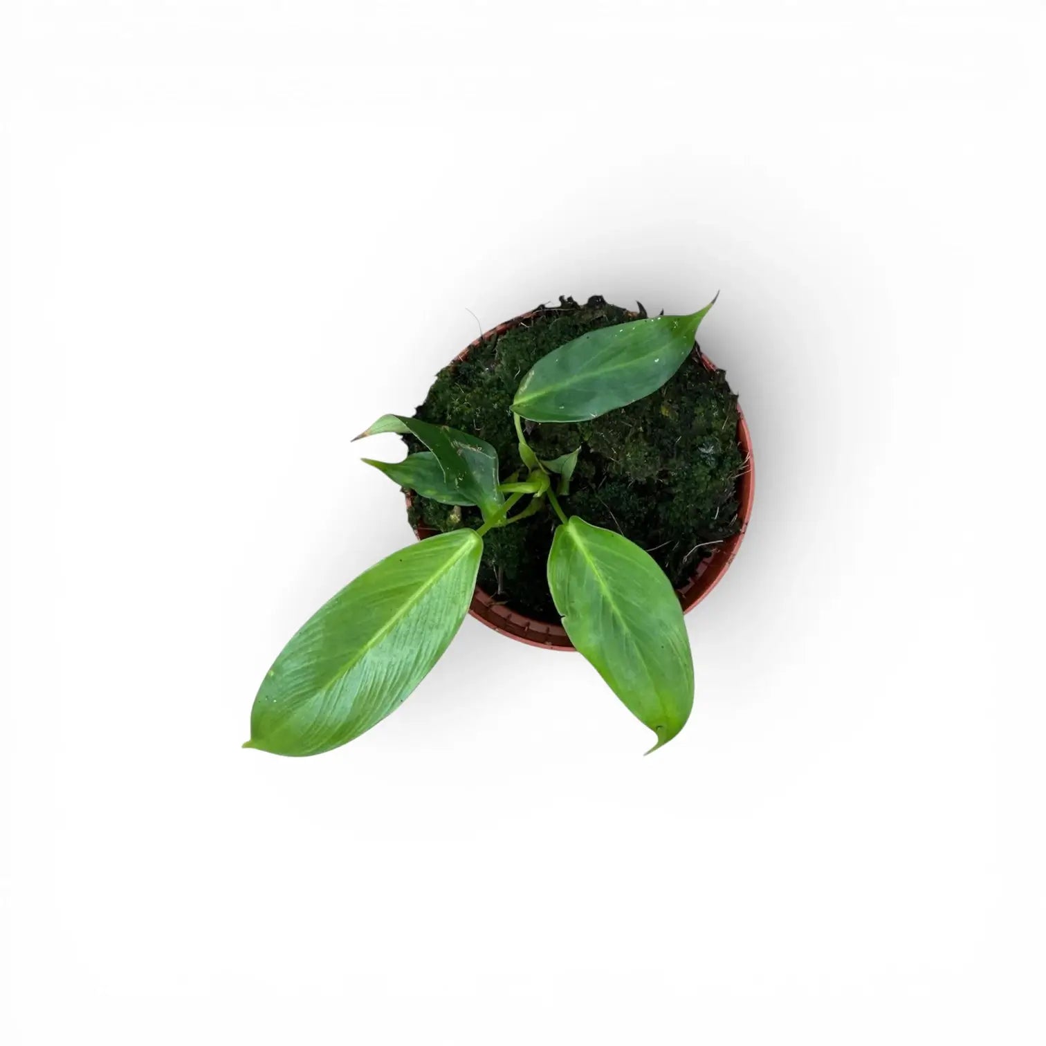 Philodendron patriciae