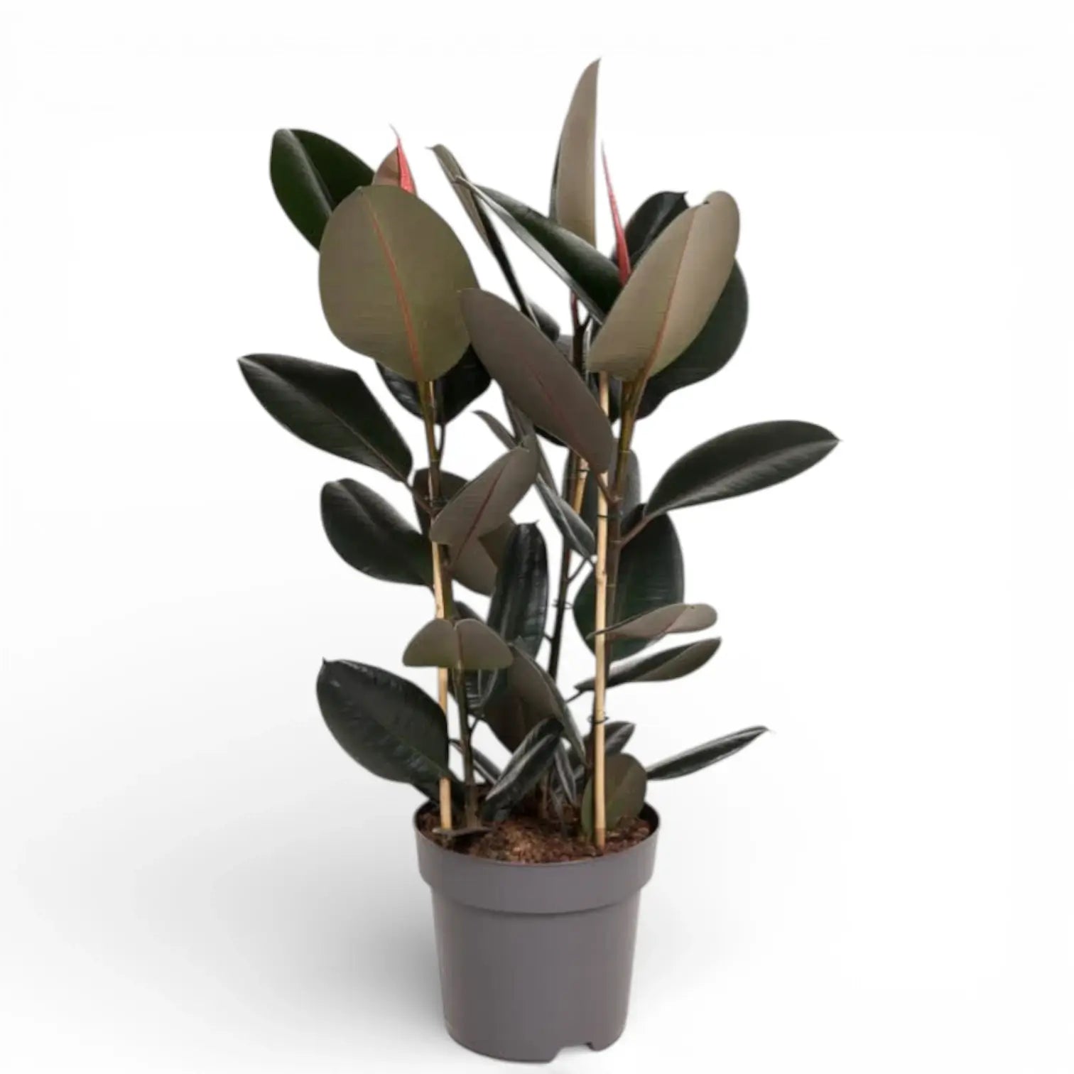 Ficus elastica 'Abidjan' potted houseplant in nursery pot on white background, product photo 1.