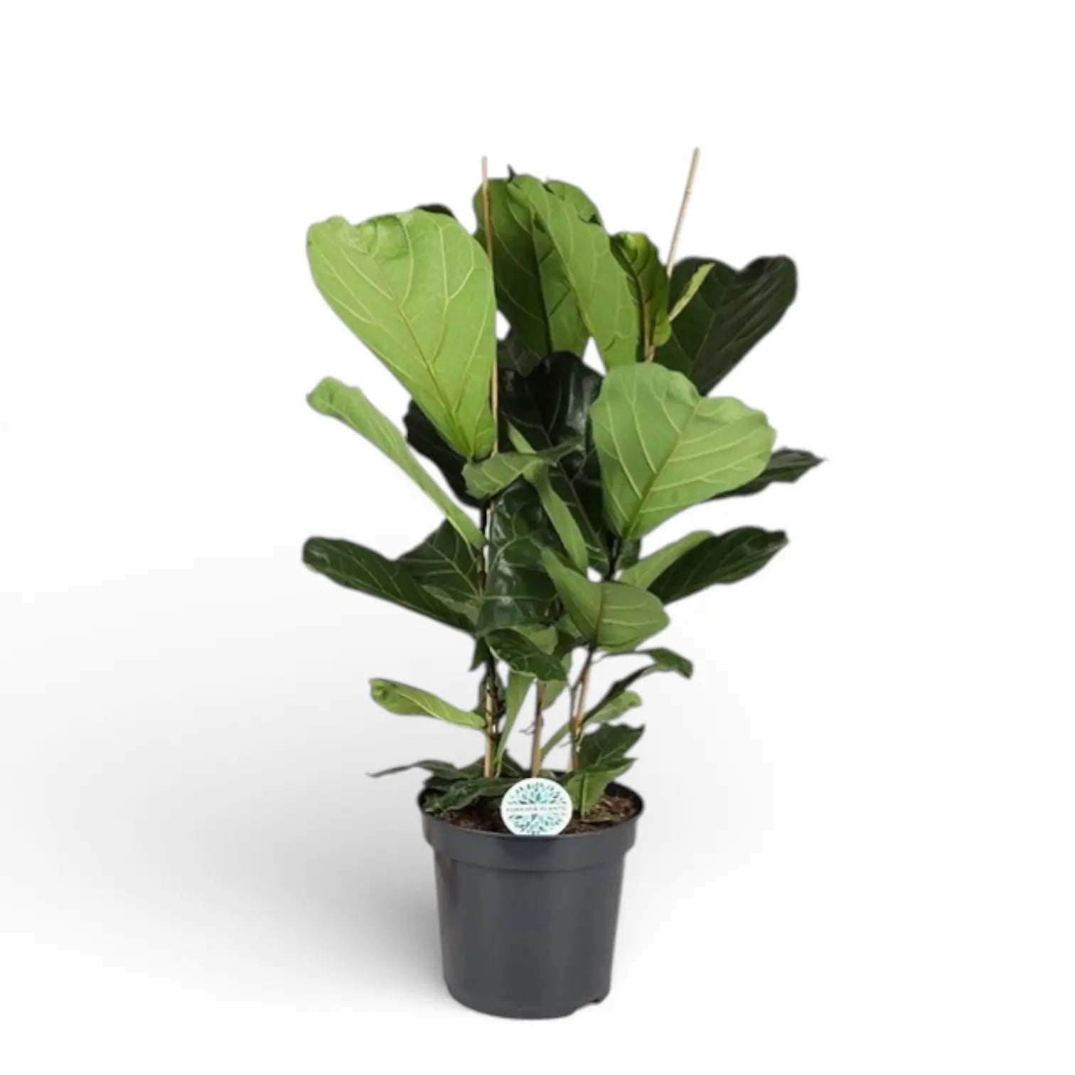 Ficus lyrata – Topfpflanze im Kulturtopf vor weißem Hintergrund, Produktfoto 5.