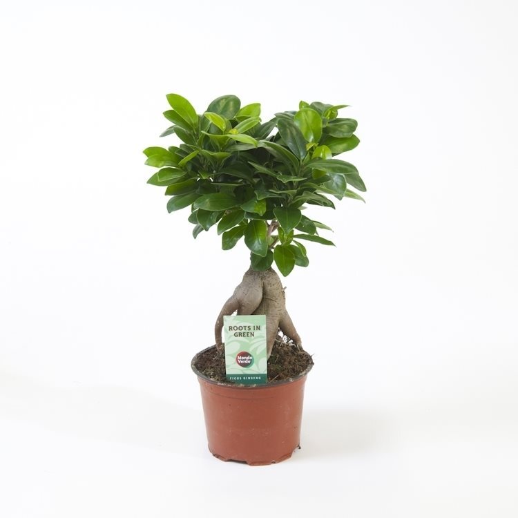 Ficus microcarpa 'Ginseng' potted houseplant in nursery pot on white background, product photo 3.