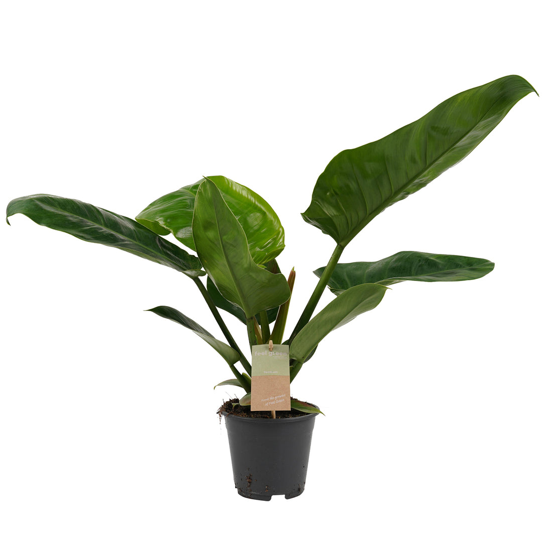 Philodendron 'Imperial Green' â Zimmerpflanze im Kulturtopf auf weiĂem Hintergrund, Produktfoto 2.
