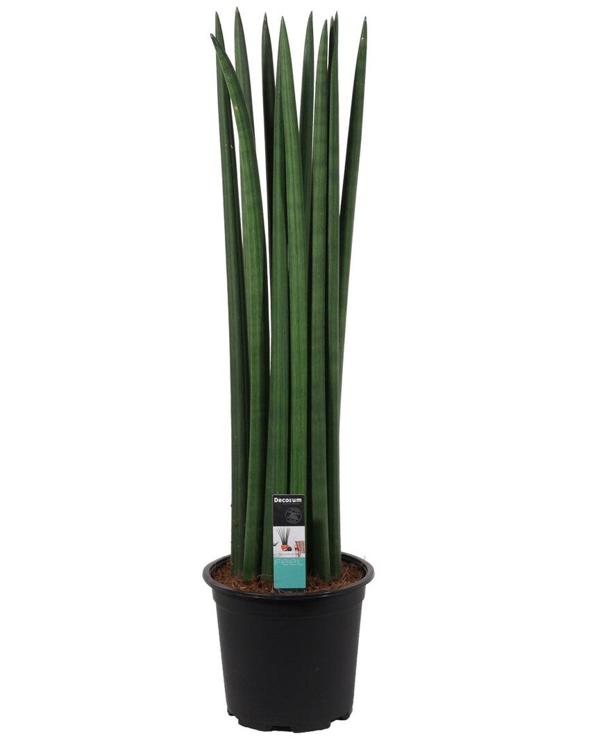 Dracaena angolensis (Sansevieria cylindrica) 'Fan' potted houseplant in nursery pot on white background, product photo 1.