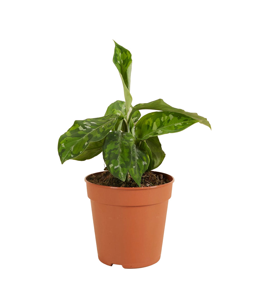 Aglaonema pictum tricolor potted houseplant in nursery pot on white background, product photo 1.