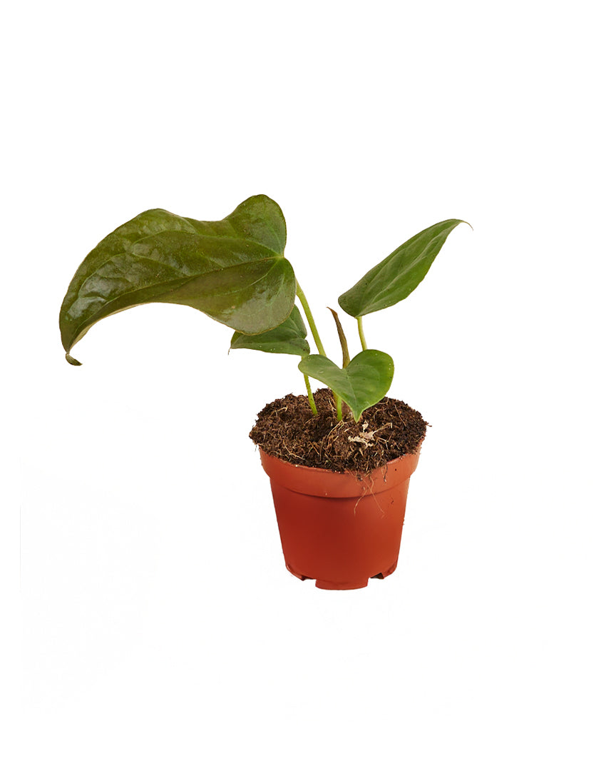 Anthurium 'Queen of hearts' potted houseplant in nursery pot on white background, product photo 2.