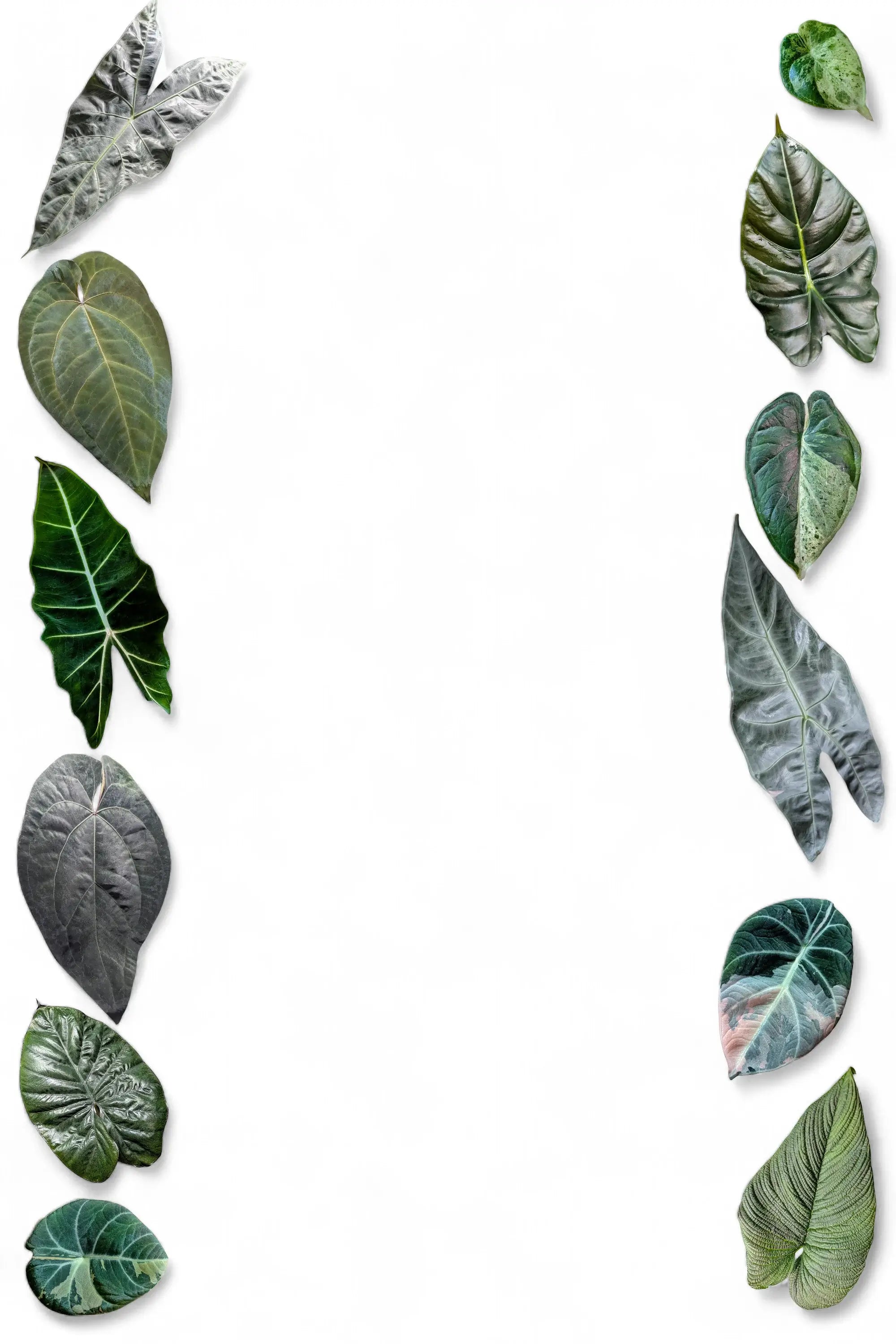 Collection of various green leaves on a white background