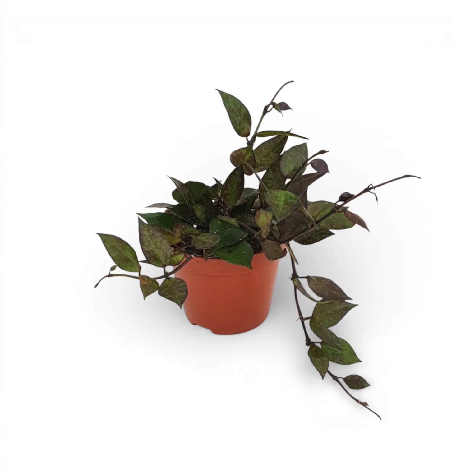 Hoya krohniana 'Black Leaves' potted houseplant in nursery pot on white background, product photo 1.