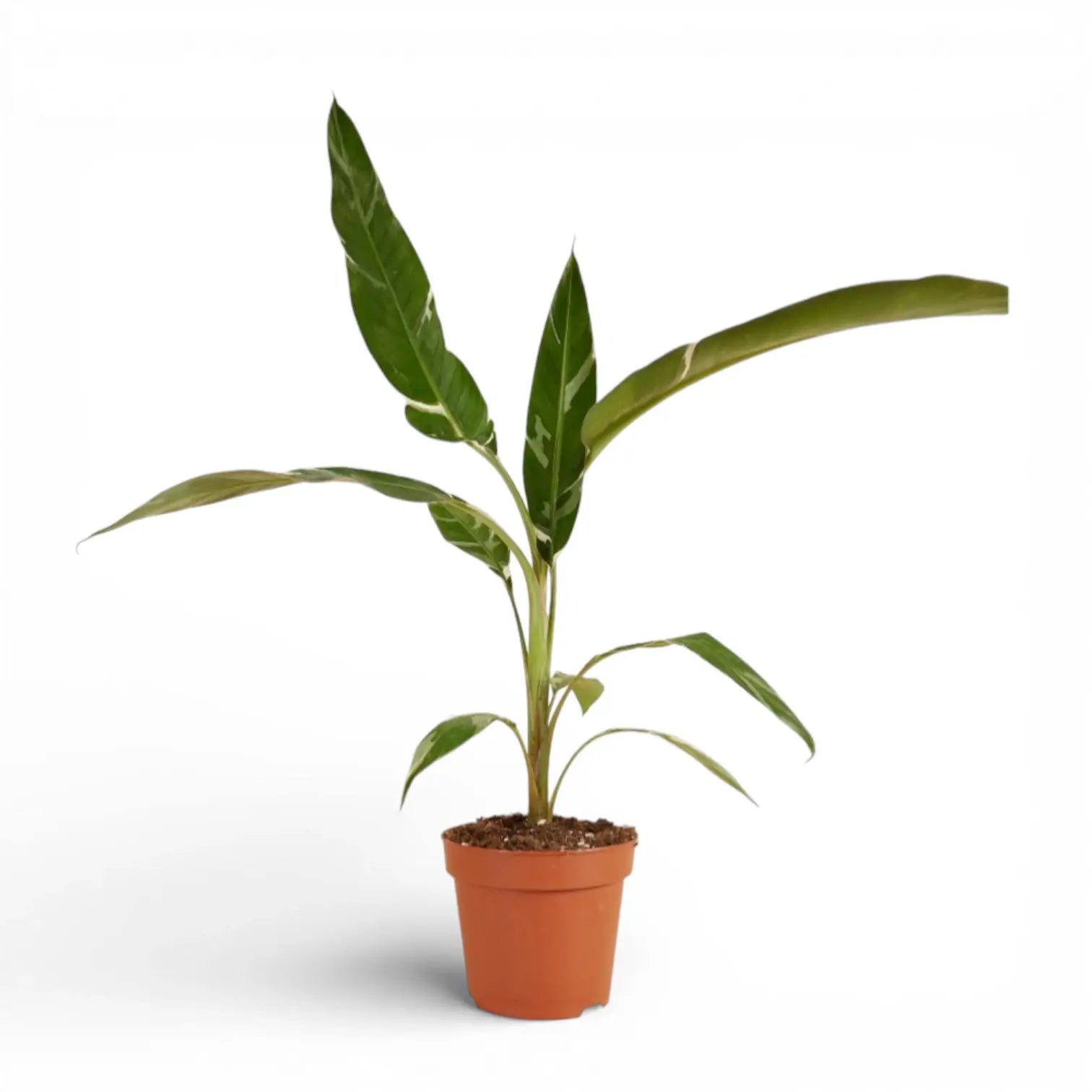 Musa × paradisiaca 'Ae Ae' potted houseplant in nursery pot on white background, product photo 2.