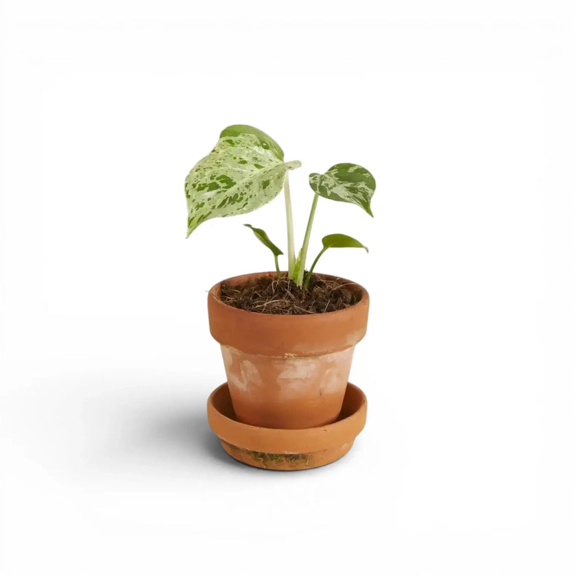 Monstera deliciosa 'Bulbasaur'