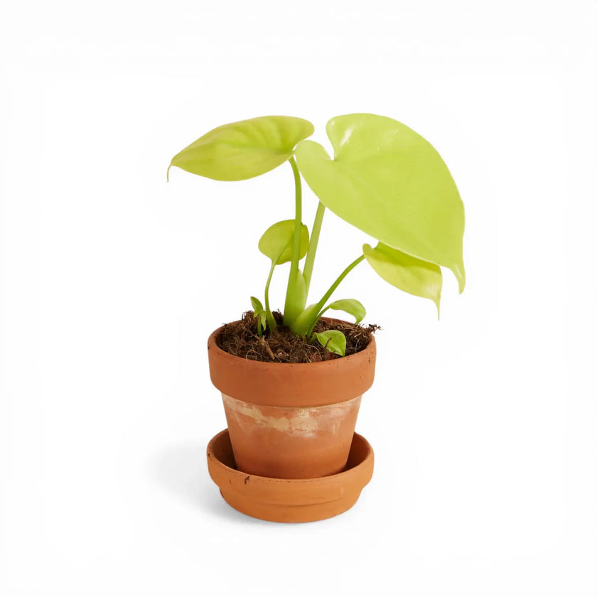 Monstera deliciosa 'Golden' ('Lemon Lime')