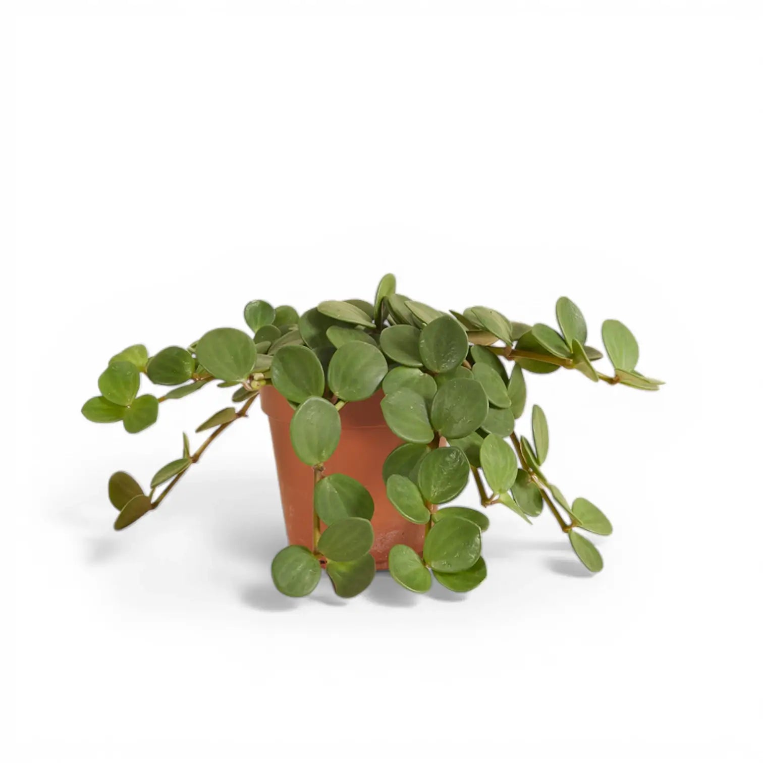 Peperomia 'Hope' – Zimmerpflanze im Kulturtopf auf weißem Hintergrund, Produktfoto 2.