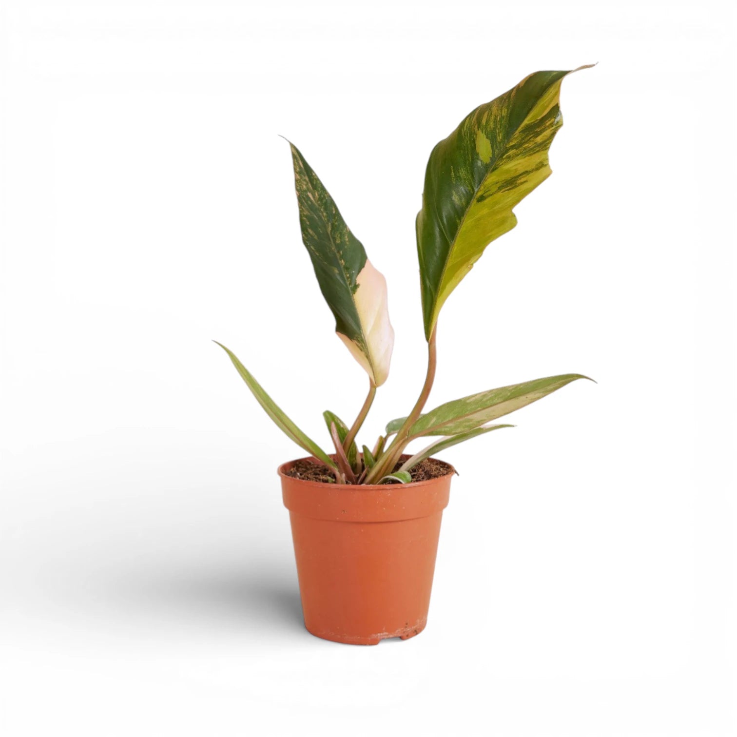 Philodendron x serratum 'Caramel marble' – Topfpflanze im Kulturtopf vor weißem Hintergrund, Produktfoto 2.