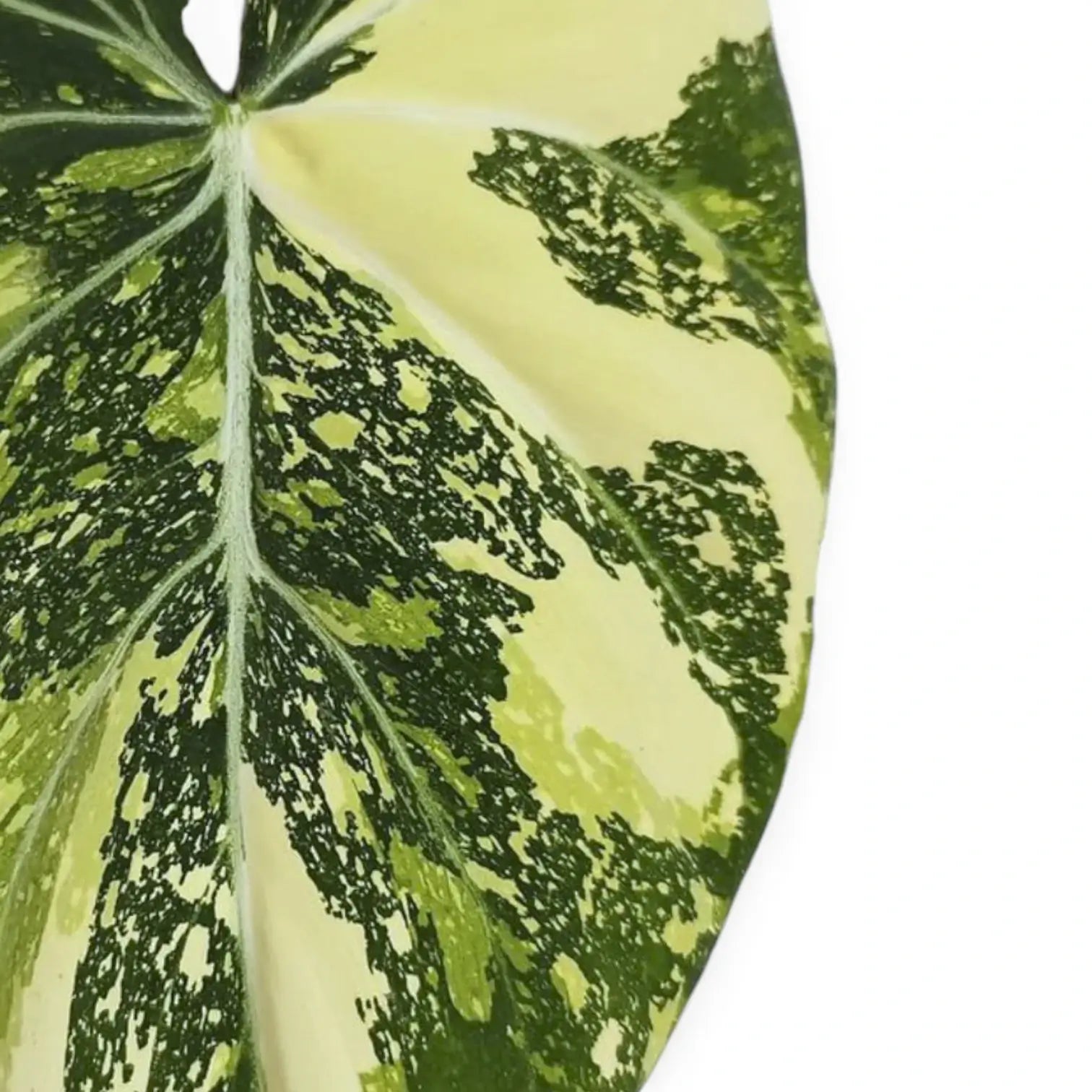 Philodendron gloriosum variegata