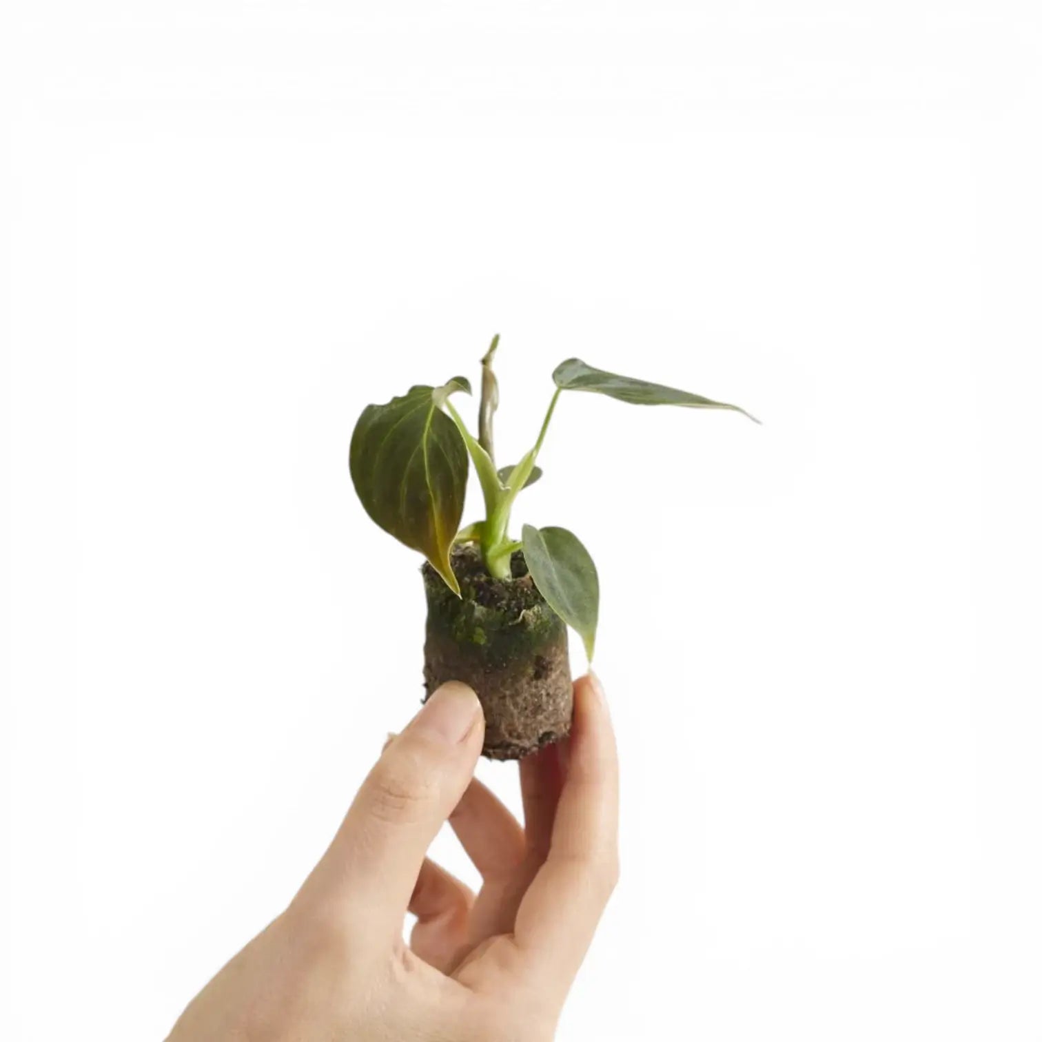 Philodendron 'Glorious' (gloriosum x melanochrysum)