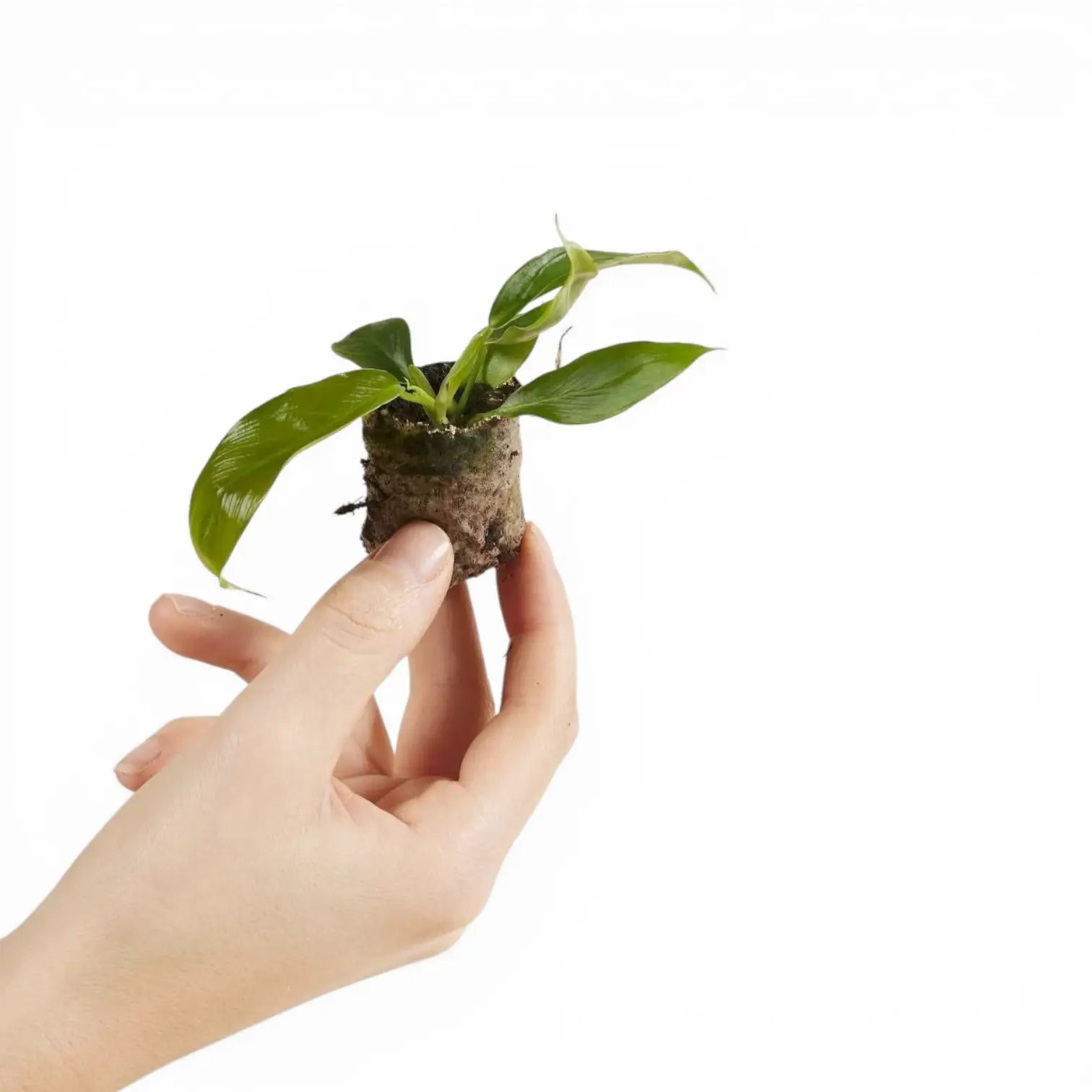 Philodendron patriciae