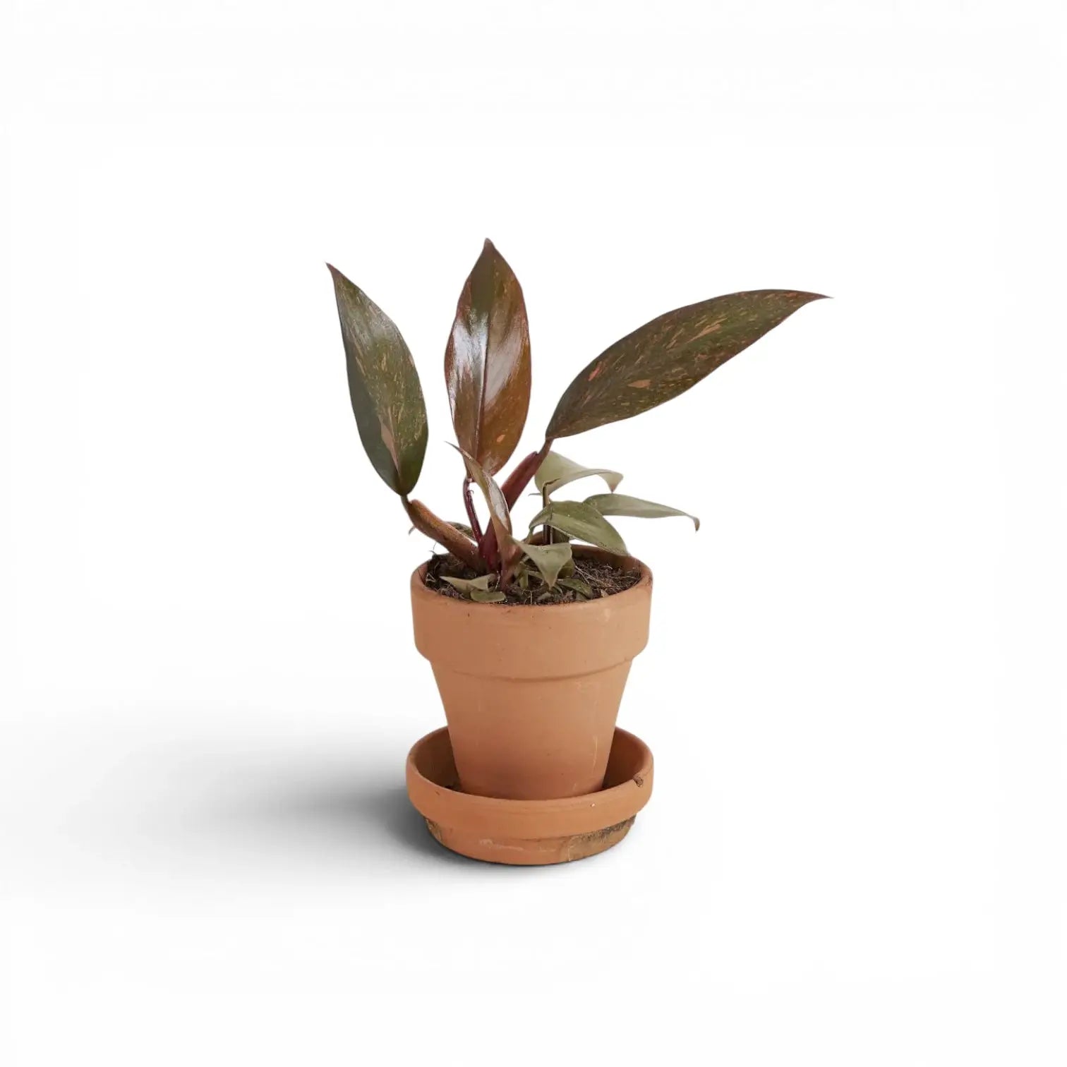 Philodendron 'Orange Princess'