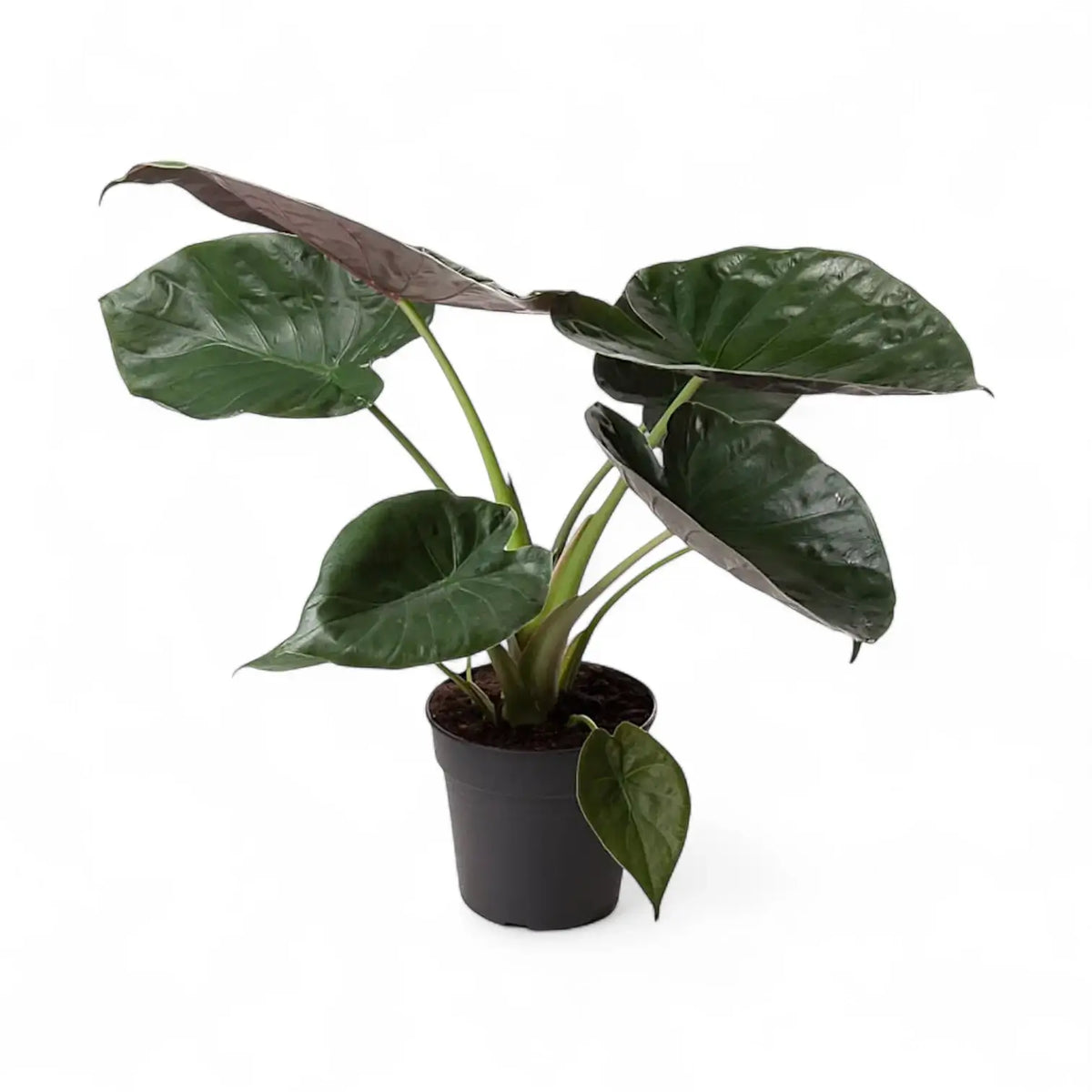 plant Set: The Dramatic Alocasia Trio potted houseplant in nursery pot on white background, product photo 2.