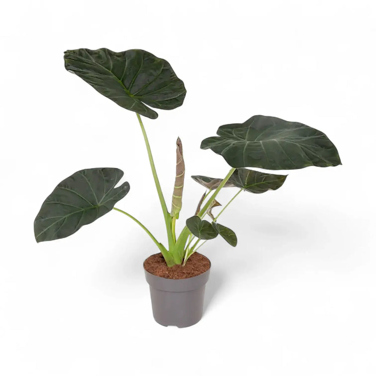 plant Set: The Dramatic Alocasia Trio potted houseplant in nursery pot on white background, product photo 4.