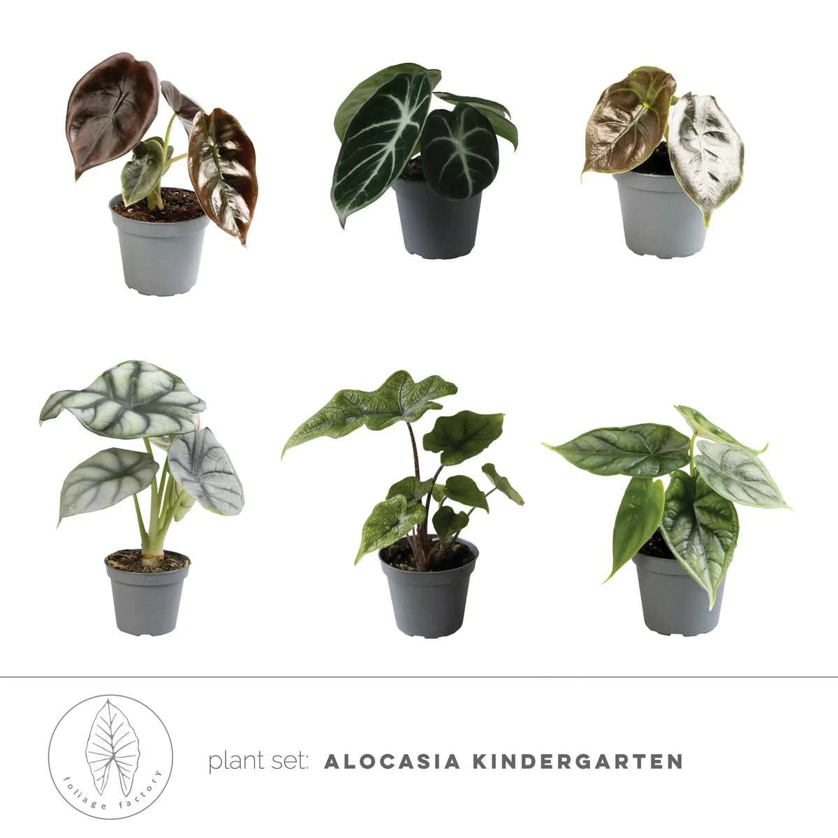 plant set: Alocasia Kindergarten main product photo on white background.