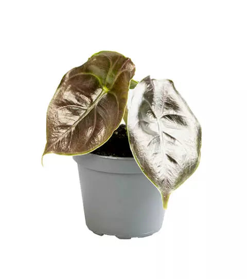 plant set: Alocasia Kindergarten on white background, product photo 5.