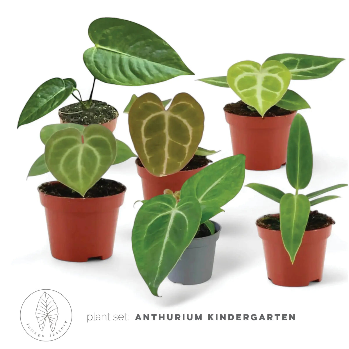 Pflanzenset : Anthurium Kindergarten – Blattdetail vor weißem Hintergrund..