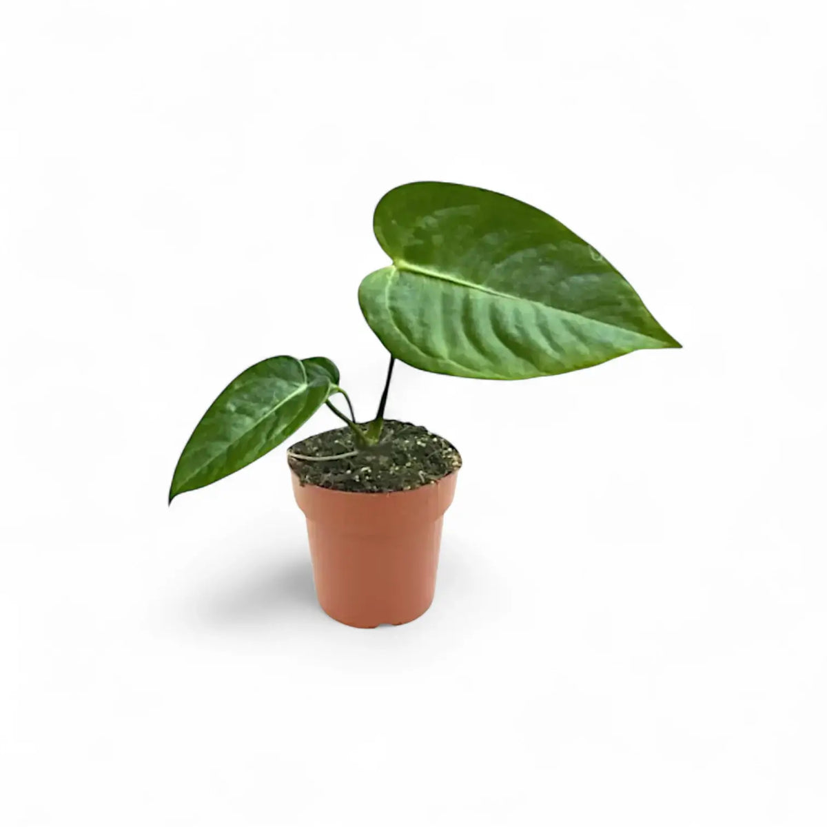 Pflanzenset : Anthurium Kindergarten Zimmerpflanze im Anzuchttopf vor weiĂźem Hintergrund, Produktfoto 6.