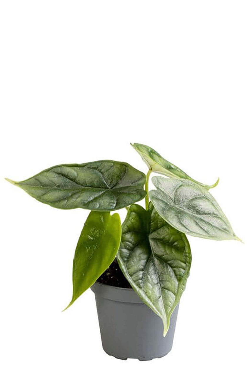 plant set: Dragon Babies potted houseplant in nursery pot on white background, product photo 2.
