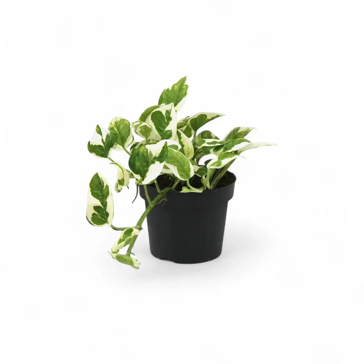 Pflanzenset : Epipremnum Varieties Zimmerpflanze im Anzuchttopf vor weiĂźem Hintergrund, Produktfoto 3.