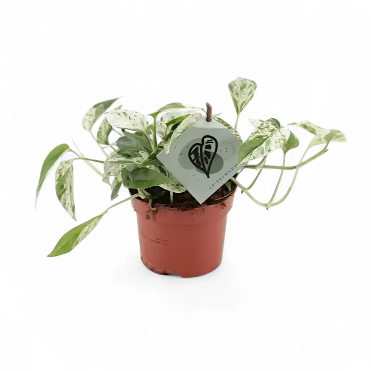 Pflanzenset : Epipremnum Varieties Zimmerpflanze im Anzuchttopf vor weiĂźem Hintergrund, Produktfoto 5.