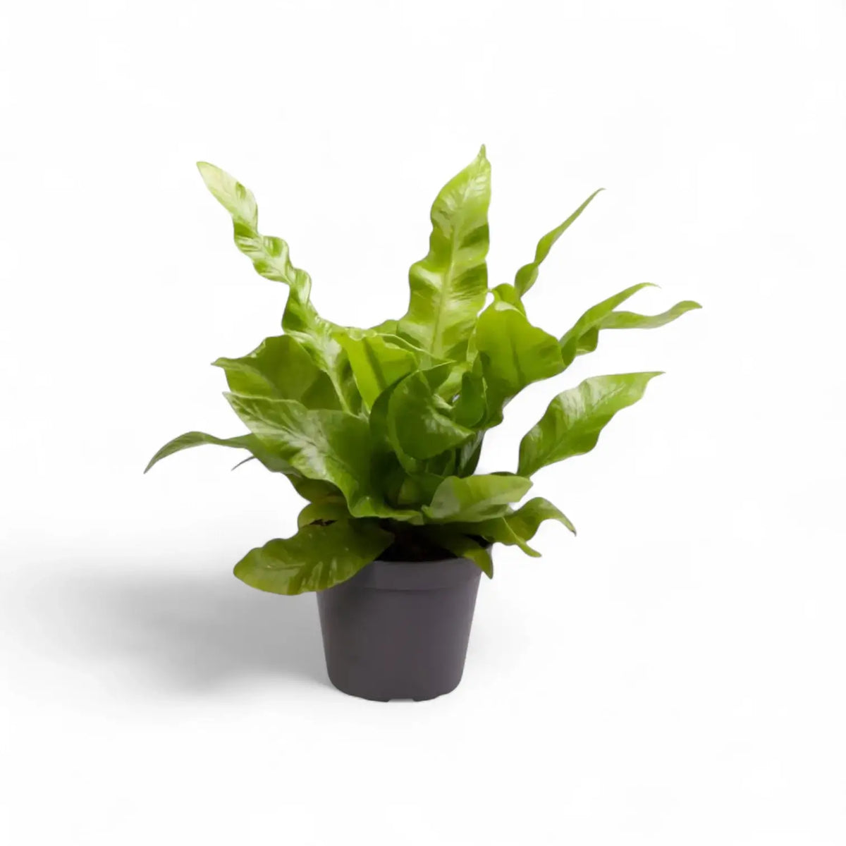 Pflanzenset : Farn Kindergarten Zimmerpflanze im Anzuchttopf vor weiĂźem Hintergrund, Produktfoto 3.