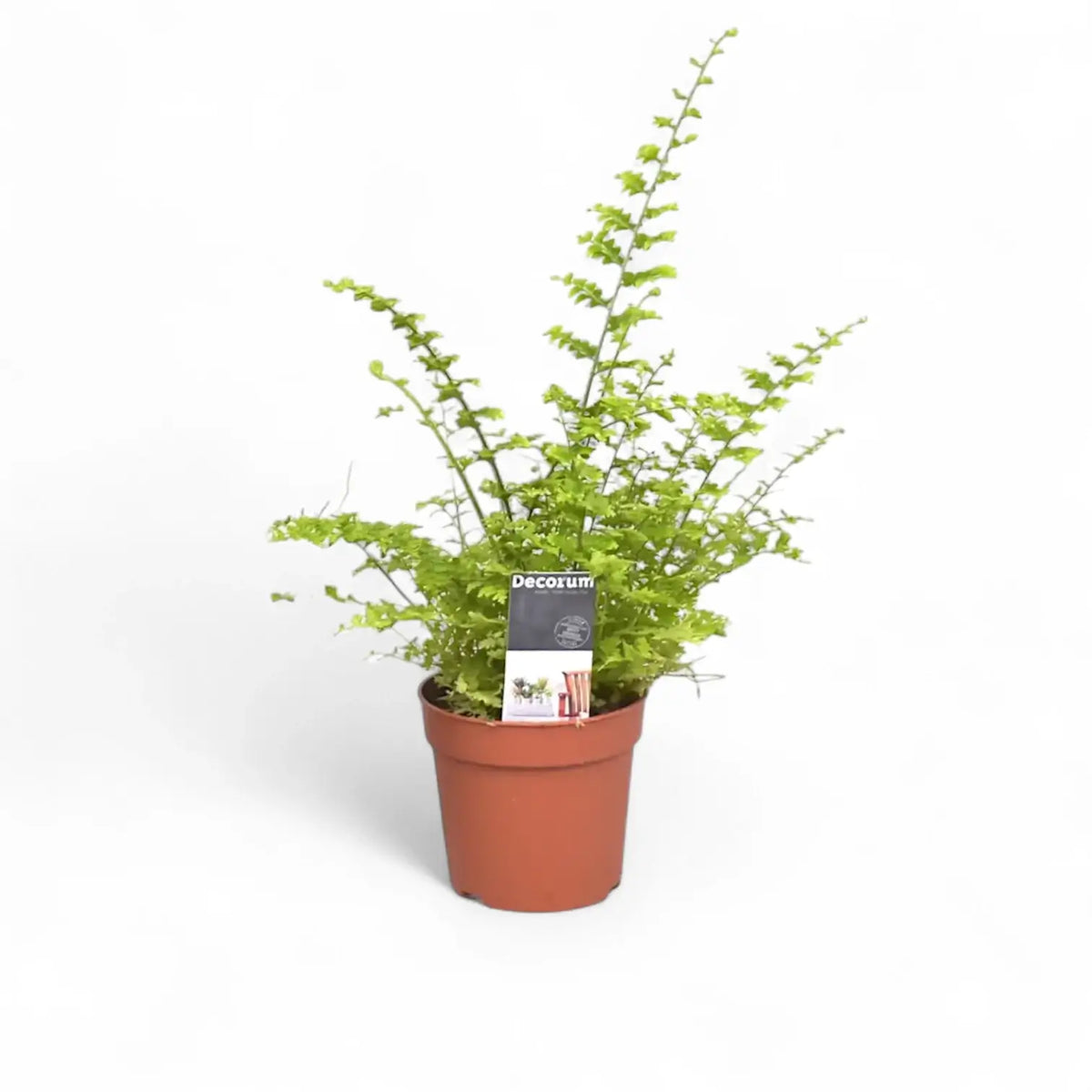 Pflanzenset : Farn Kindergarten Zimmerpflanze im Anzuchttopf vor weiĂźem Hintergrund, Produktfoto 5.