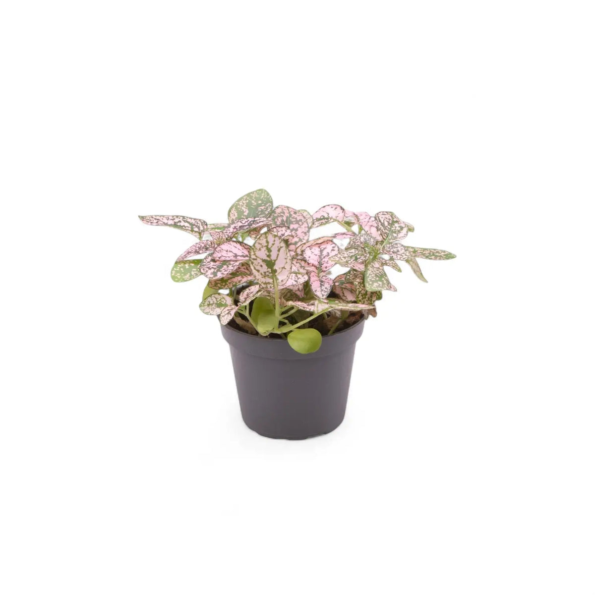 Pflanzenset : Hypoestes Kindergarten Zimmerpflanze im Anzuchttopf vor weiĂźem Hintergrund, Produktfoto 4.