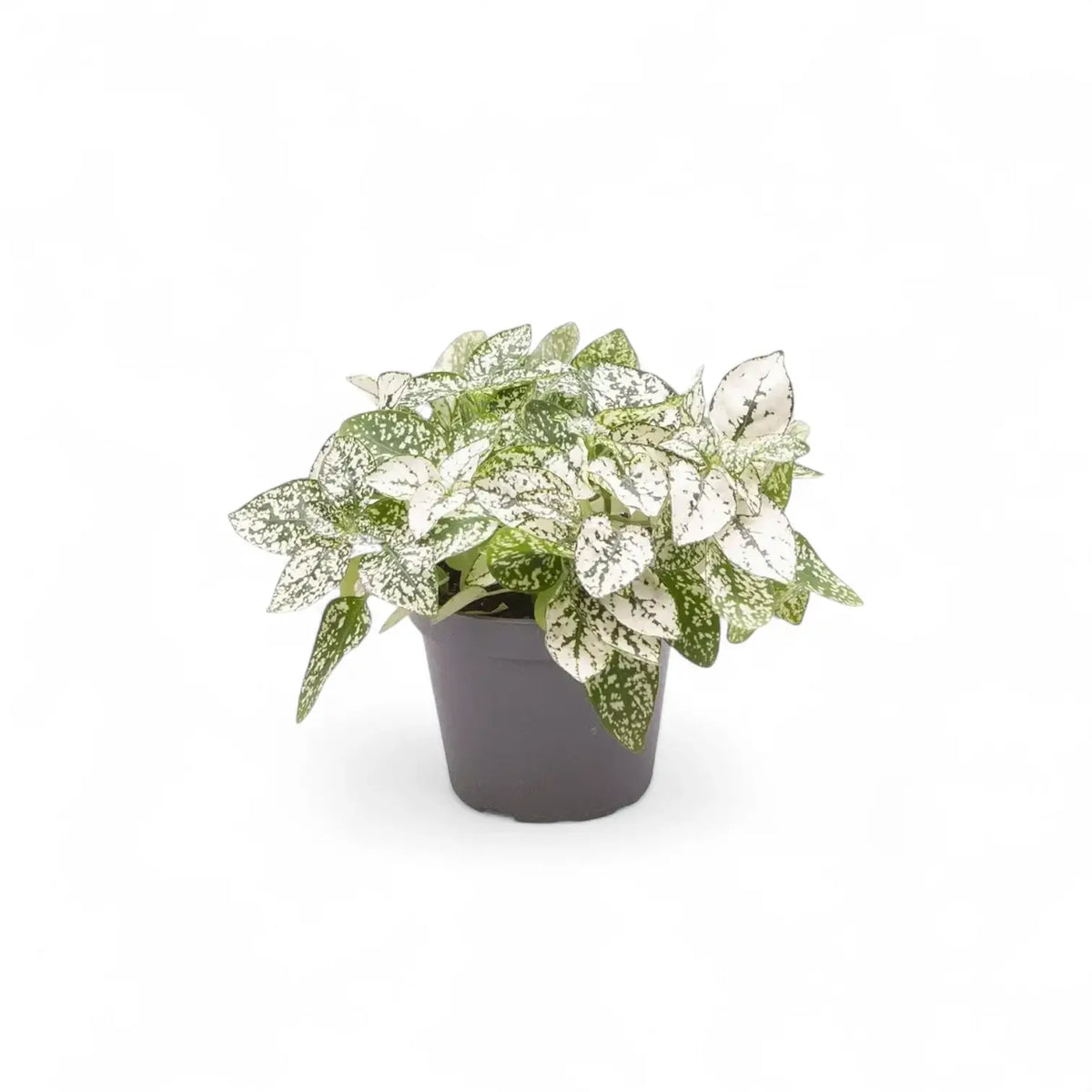 Pflanzenset : Hypoestes Kindergarten Zimmerpflanze im Anzuchttopf vor weiĂźem Hintergrund, Produktfoto 5.