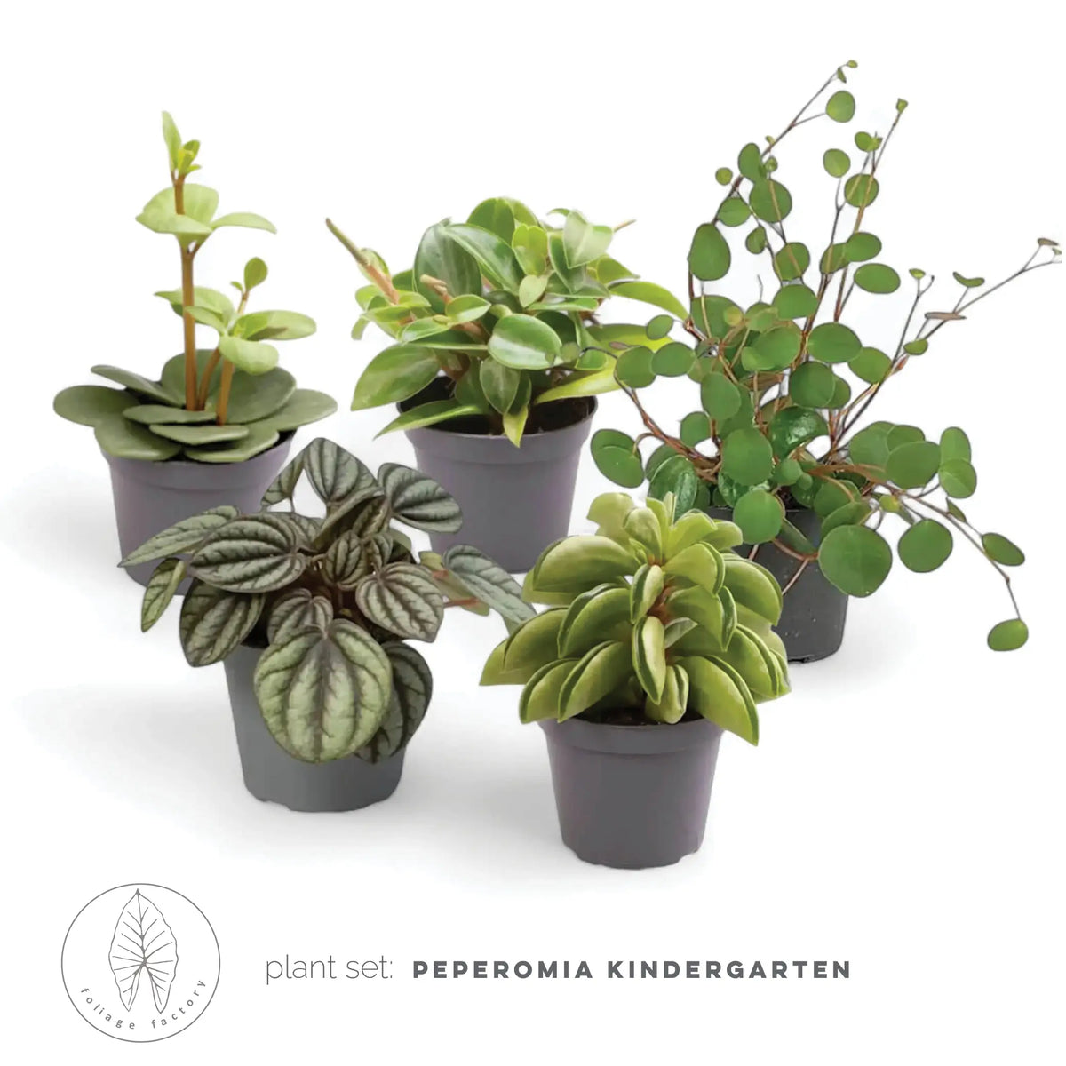 plant set: Peperomia Kindergarten leaf close-up on white background.