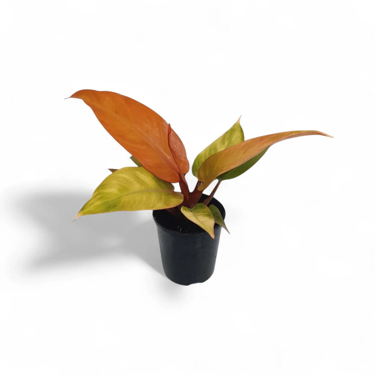 plant set: Philo Kindergarten on white background, product photo 3.