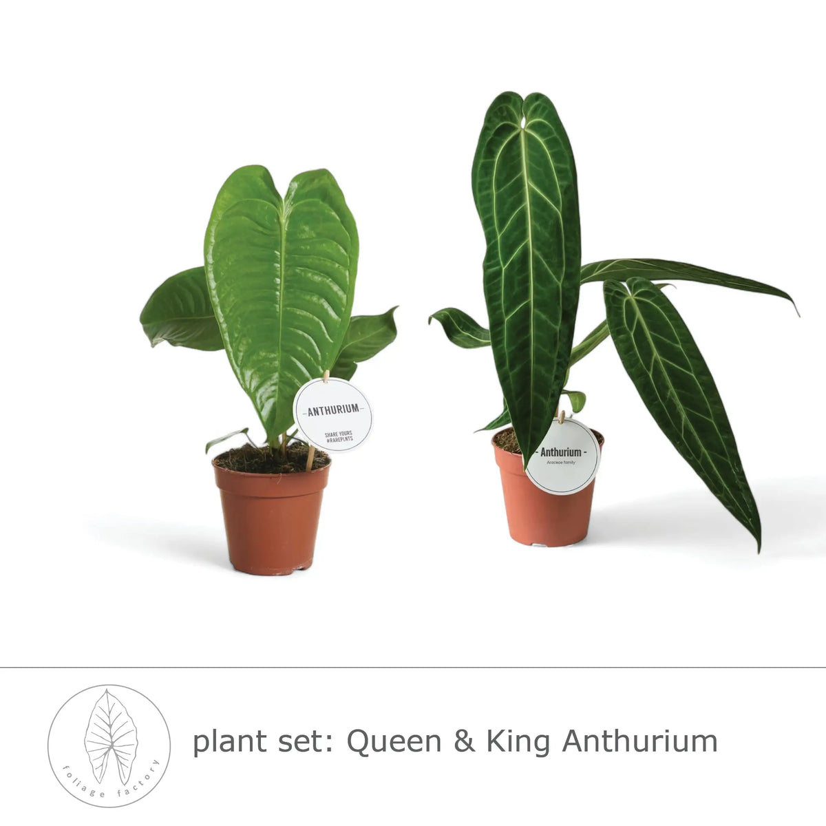 Pflanzenset : Queen & King Anthurium – Blattdetail vor weißem Hintergrund..