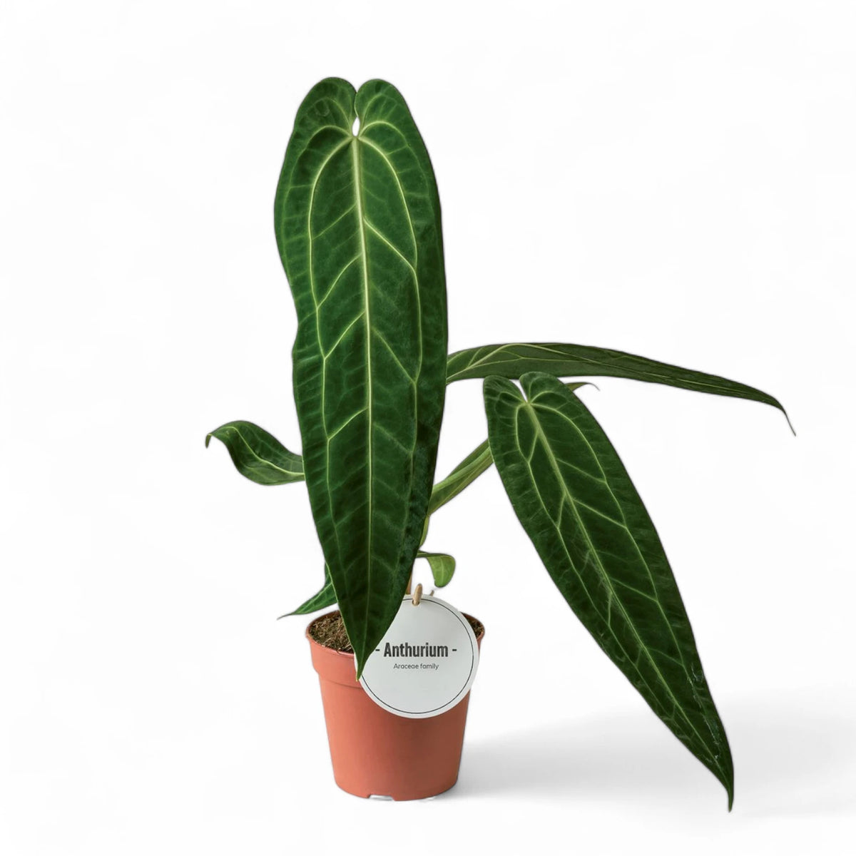 Pflanzenset : Queen & King Anthurium Zimmerpflanze im Anzuchttopf vor weiĂźem Hintergrund, Produktfoto 2.