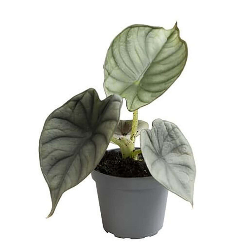 plant set: Silver babies on white background, product photo 2.