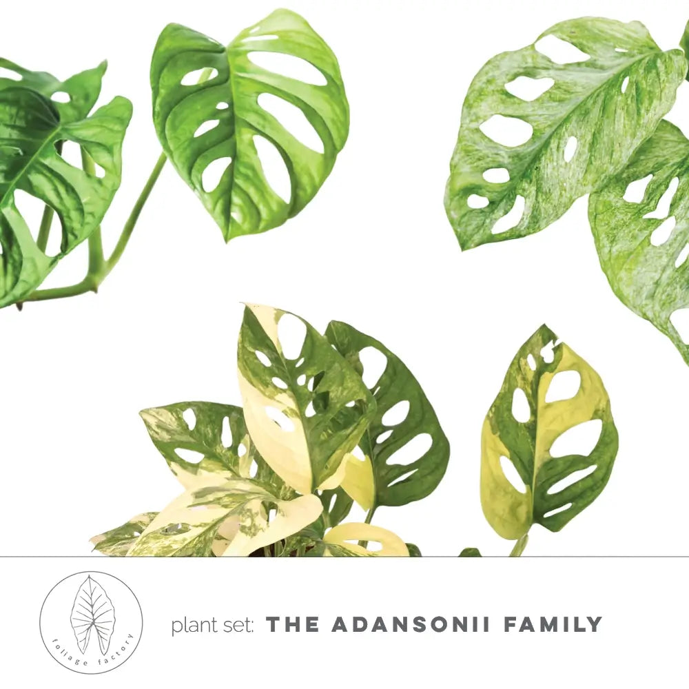 Pflanzenset : The Adansonii Family Hauptproduktfoto vor weiĂźem Hintergrund.