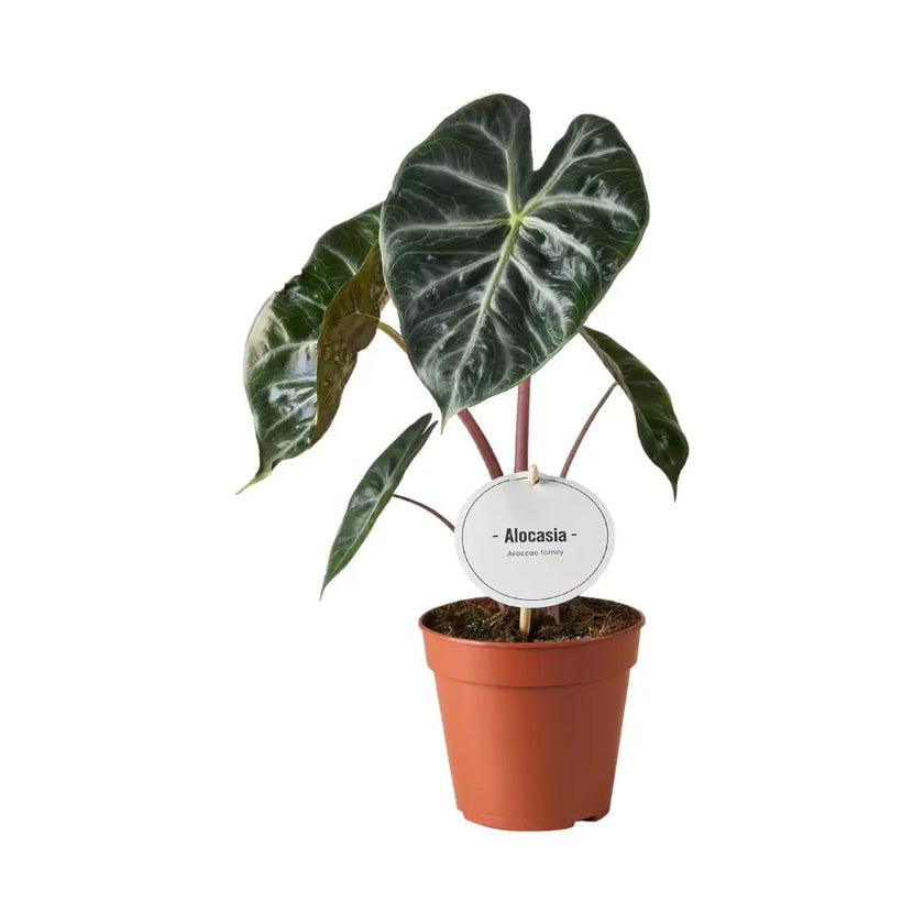 plant set: The Dragon Alocasias potted houseplant in nursery pot on white background, product photo 2.
