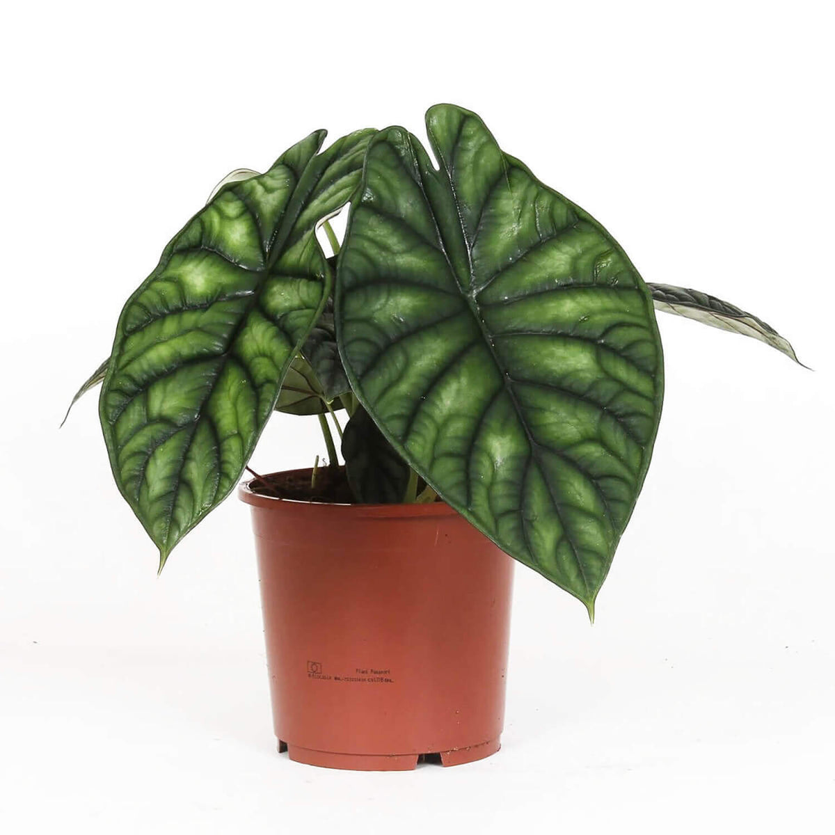 Pflanzenset : The Dragon Alocasias Zimmerpflanze im Anzuchttopf vor weiĂźem Hintergrund, Produktfoto 3.