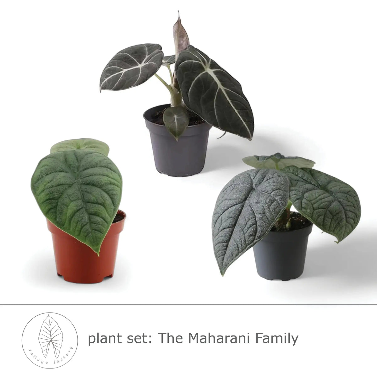 plant set: The Maharani Family leaf close-up on white background.