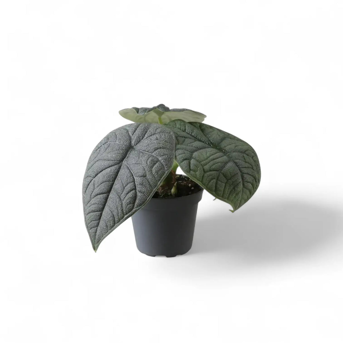 plant set: The Maharani Family potted houseplant in nursery pot on white background, product photo 3.