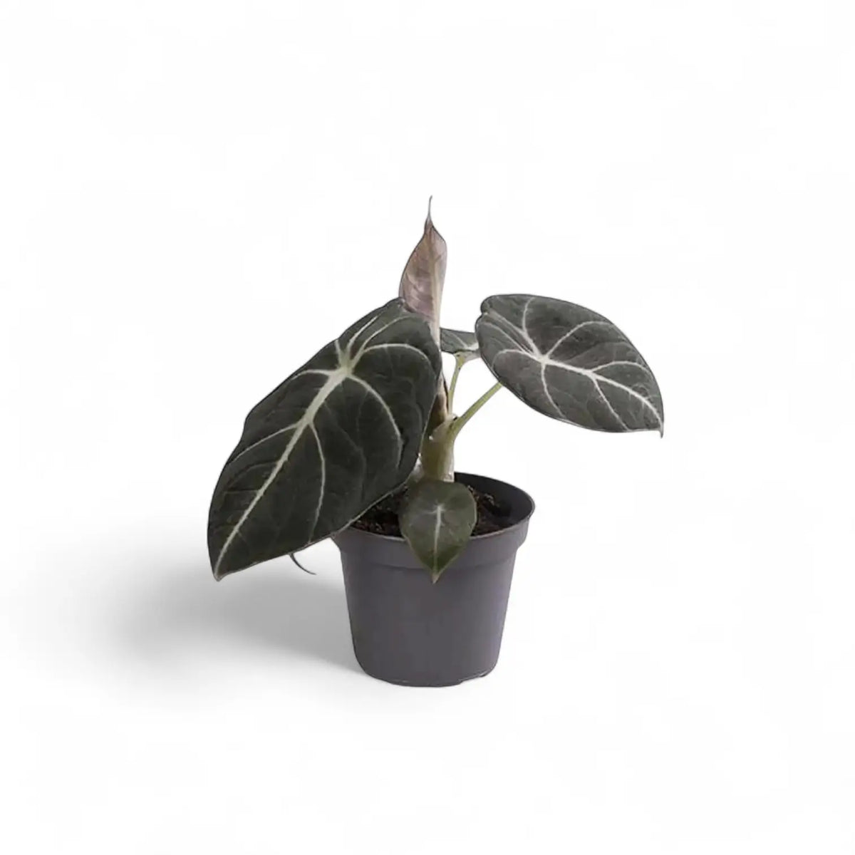 plant set: The Maharani Family potted houseplant in nursery pot on white background, product photo 4.