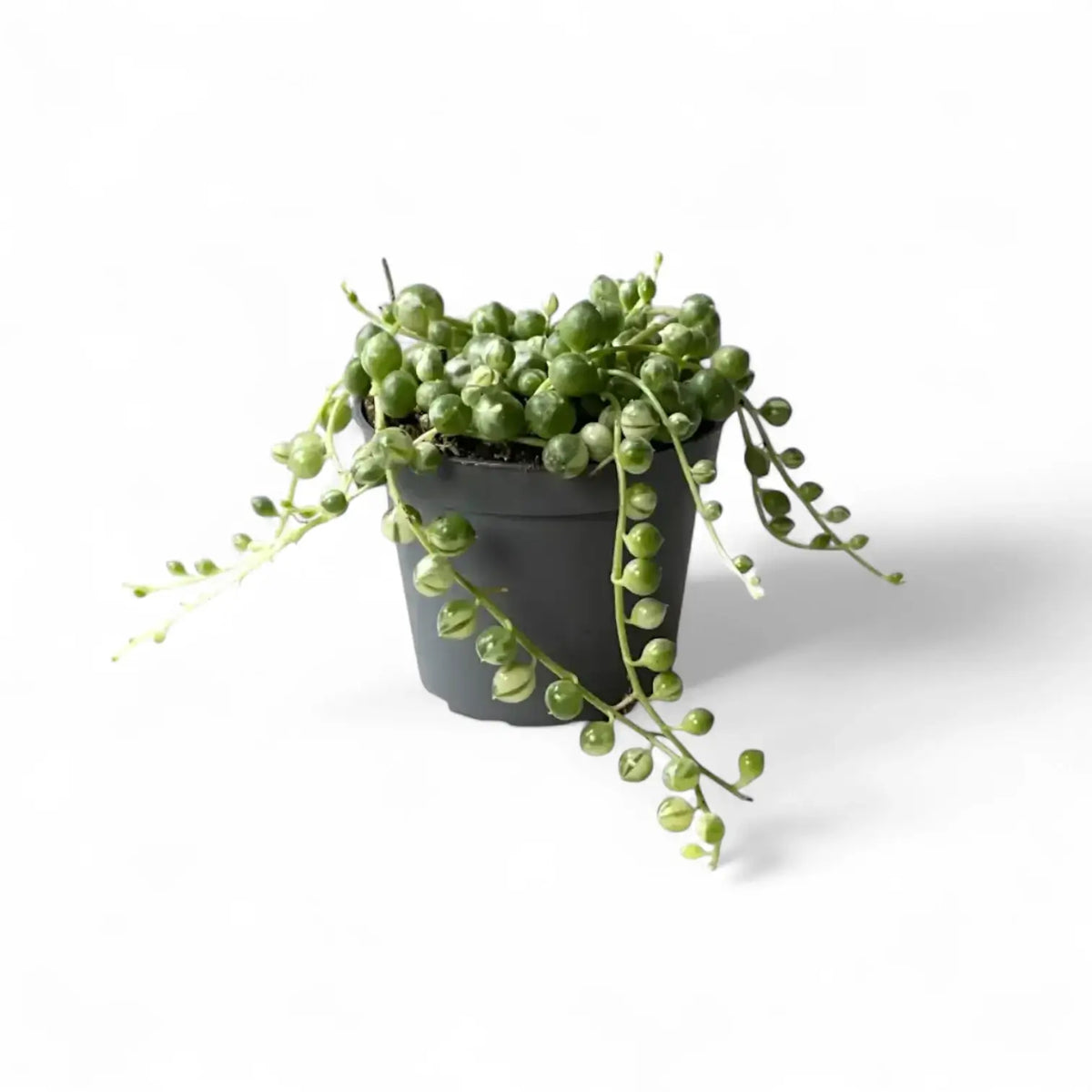 Pflanzenset : Trailing Baby Succulents vor weiĂźem Hintergrund, Produktfoto 2.