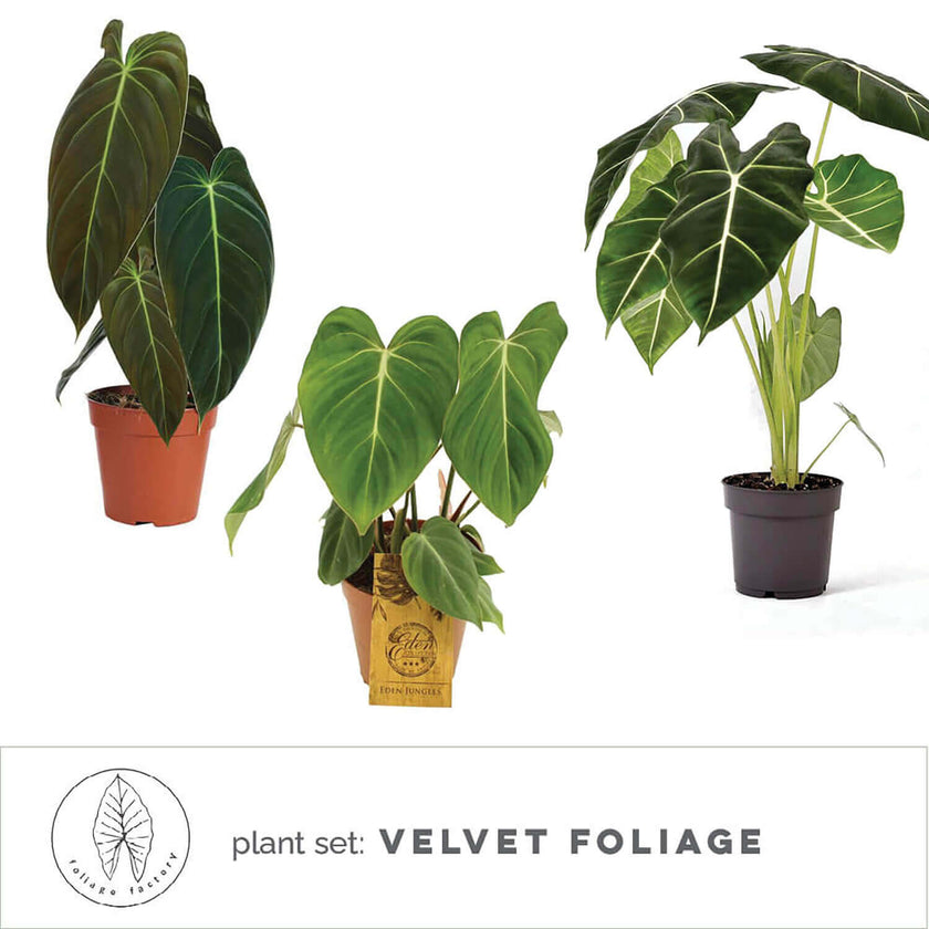 plant set: Velvet Foliage leaf close-up on white background.