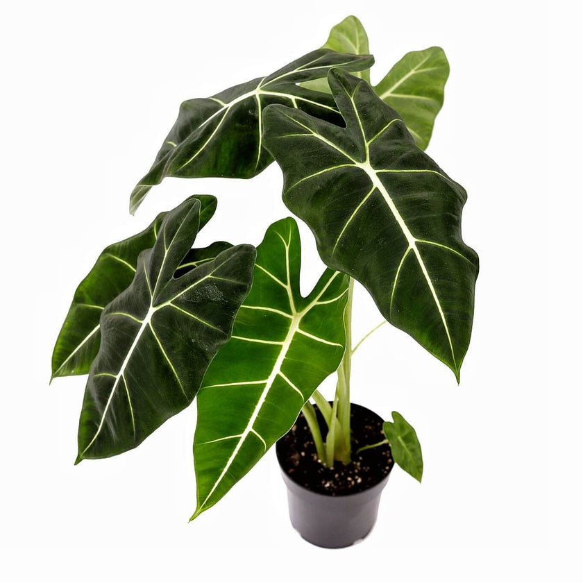 plant set: Velvet Foliage potted houseplant in nursery pot on white background, product photo 2.
